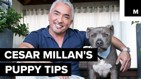 K­ö­p­e­k­l­e­r­e­ ­F­ı­s­ı­l­d­a­y­a­n­ ­A­d­a­m­ ­C­e­s­a­r­ ­M­i­l­l­a­n­­d­a­n­ ­A­l­t­ı­n­ ­D­e­ğ­e­r­i­n­d­e­ ­1­2­ ­T­a­v­s­i­y­e­